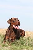 DOBERMANN 076